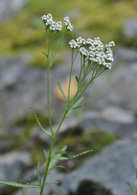 Изображение особи Achillea alpina.