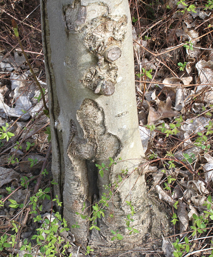 Image of Fraxinus ornus specimen.