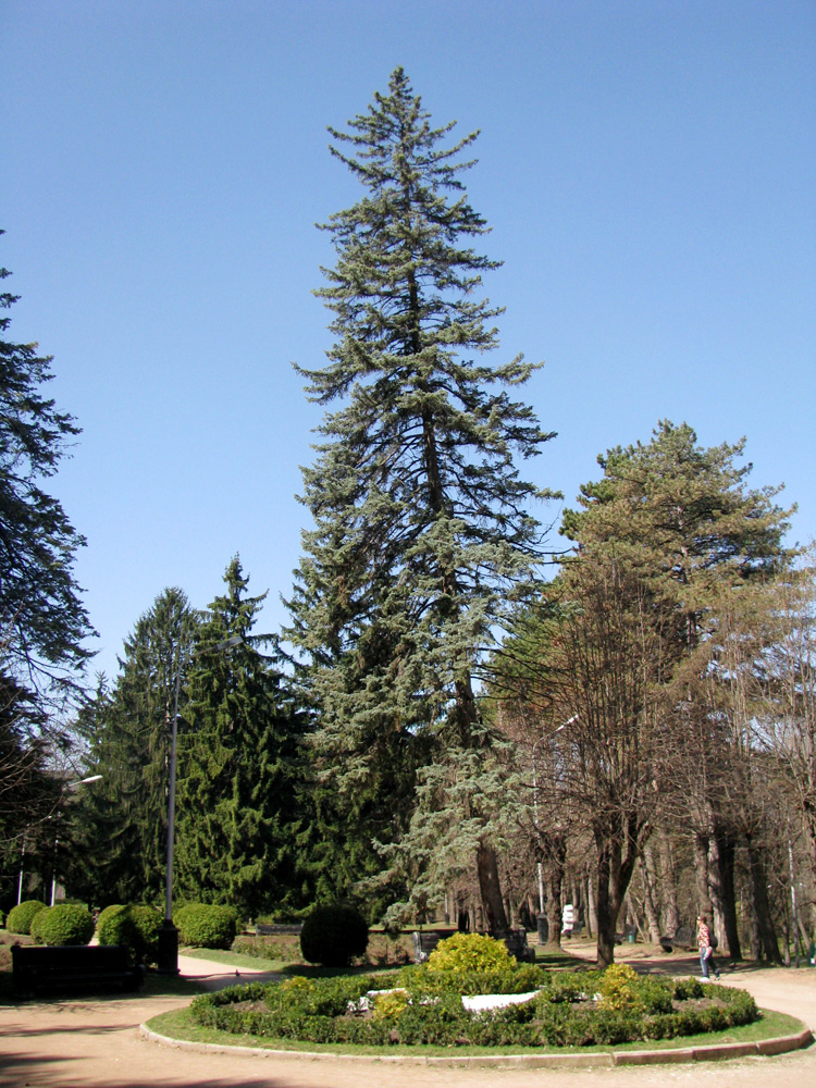 Image of Abies koreana specimen.