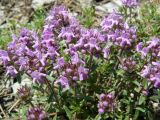 Thymus roegneri