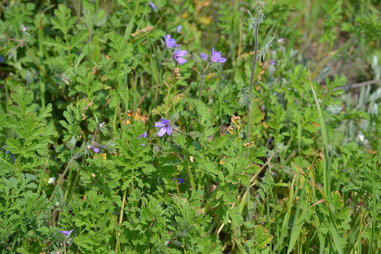 Изображение особи Erodium ciconium.