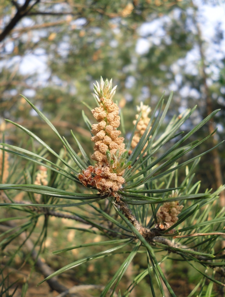 Изображение особи Pinus sylvestris.