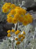 Senecio cineraria. Верхушка побега с распустившимися и нераспустившимися соцветиями. Южный берег Крыма, мыс Никитин, скала возле берега моря. 21.05.2013.