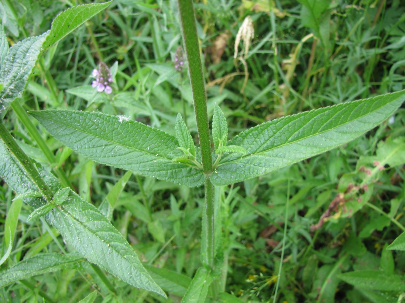 Image of Stachys palustris specimen.