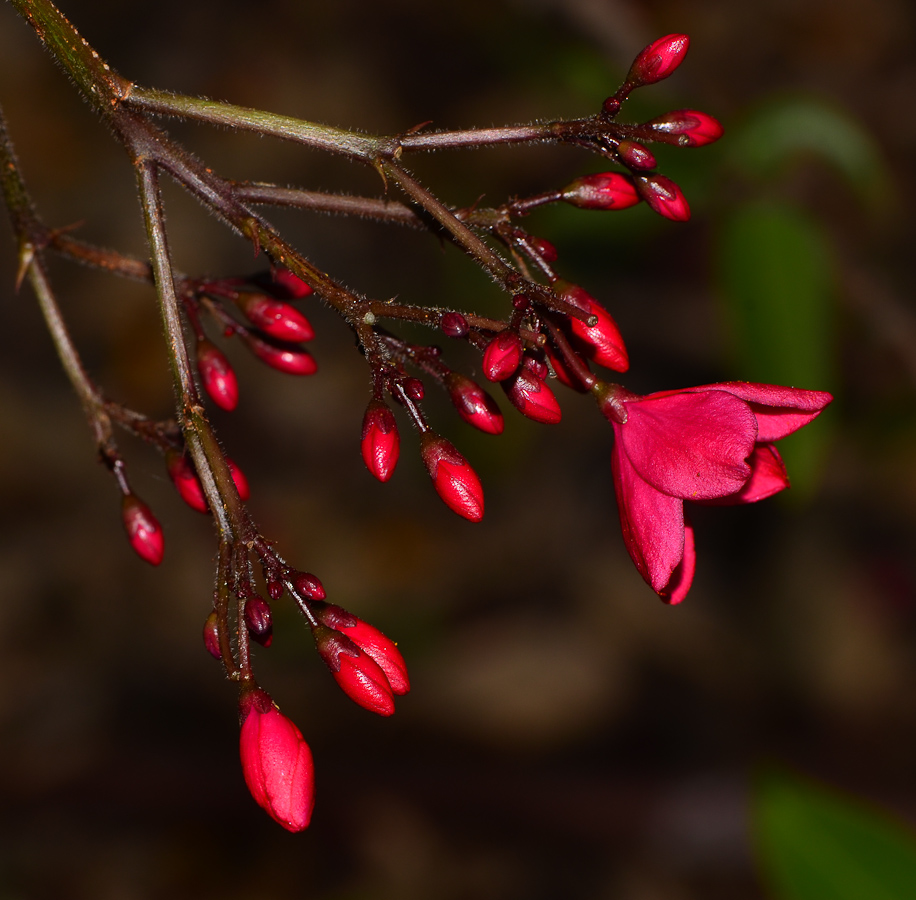 Image of Jatropha integerrima specimen.