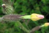 Silene noctiflora. Распускающийся бутон. Крым, Ялтинская яйла, луг. 29 июня 2013 г.