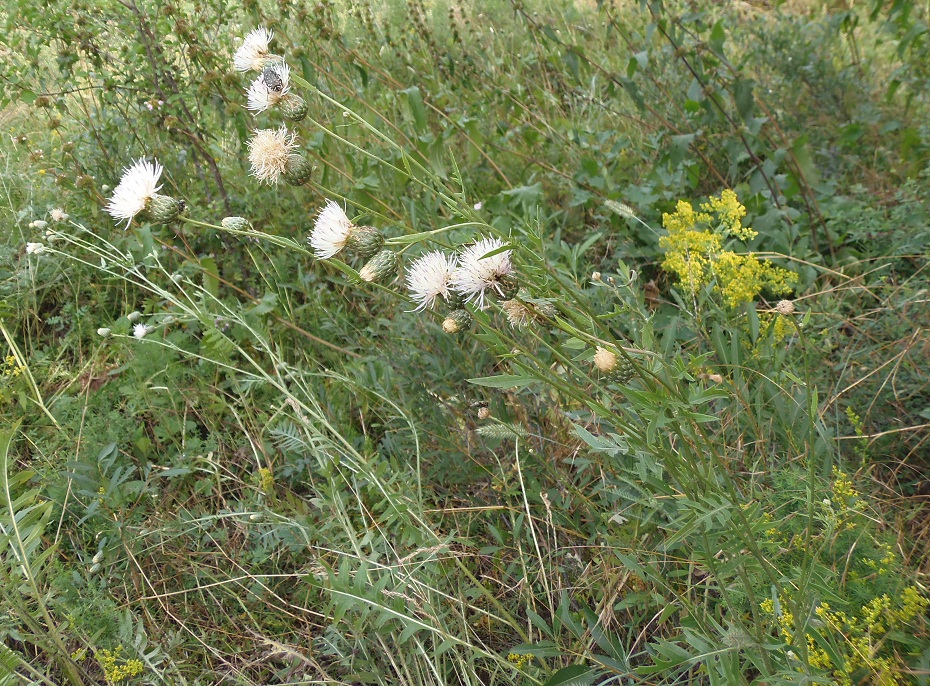 Image of Klasea radiata specimen.