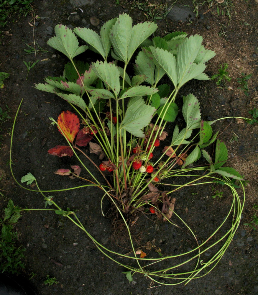 Image of Fragaria &times; ananassa specimen.