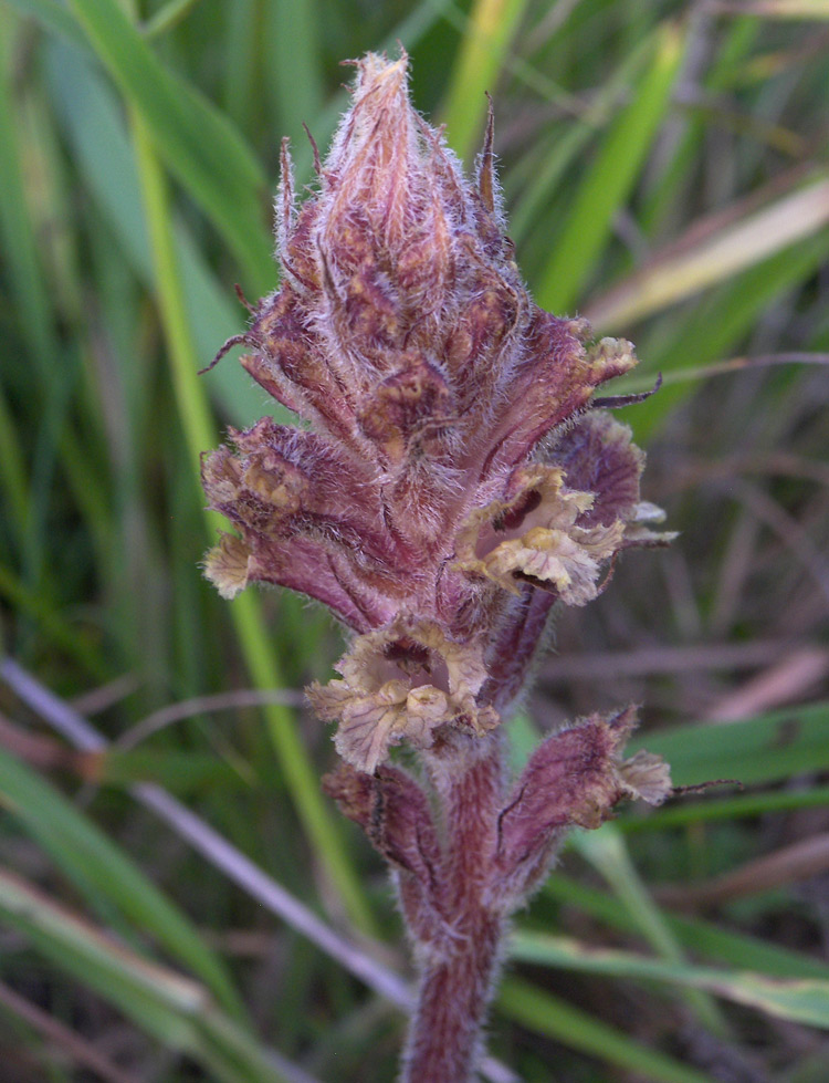 Image of Orobanche pubescens specimen.