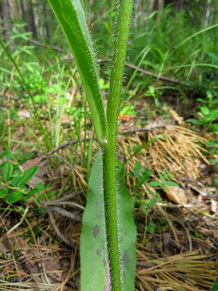 Изображение особи Trommsdorffia maculata.