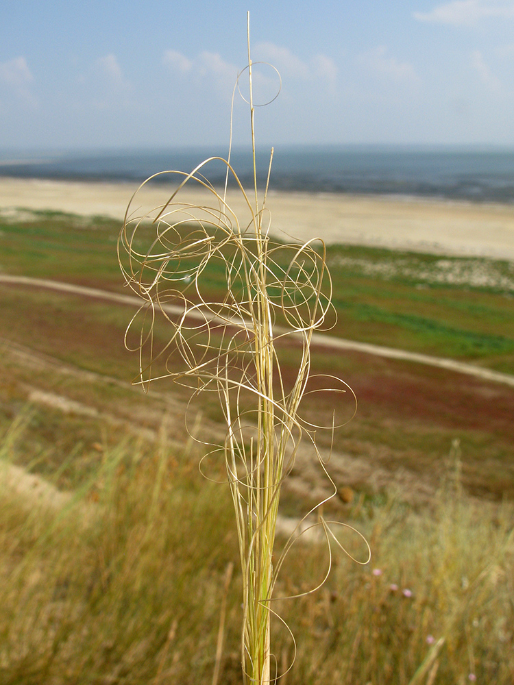 Изображение особи Stipa capillata.