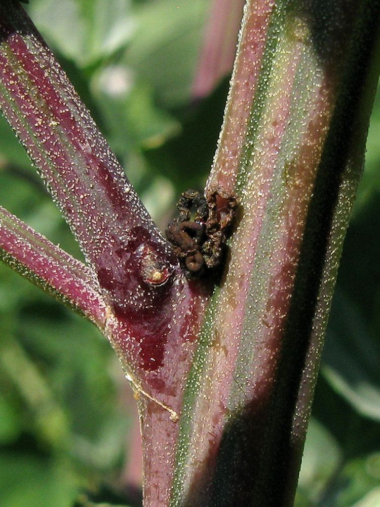 Image of Chenopodium album specimen.