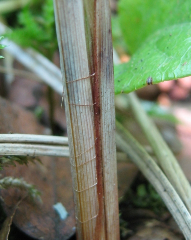 Изображение особи Carex acutiformis.