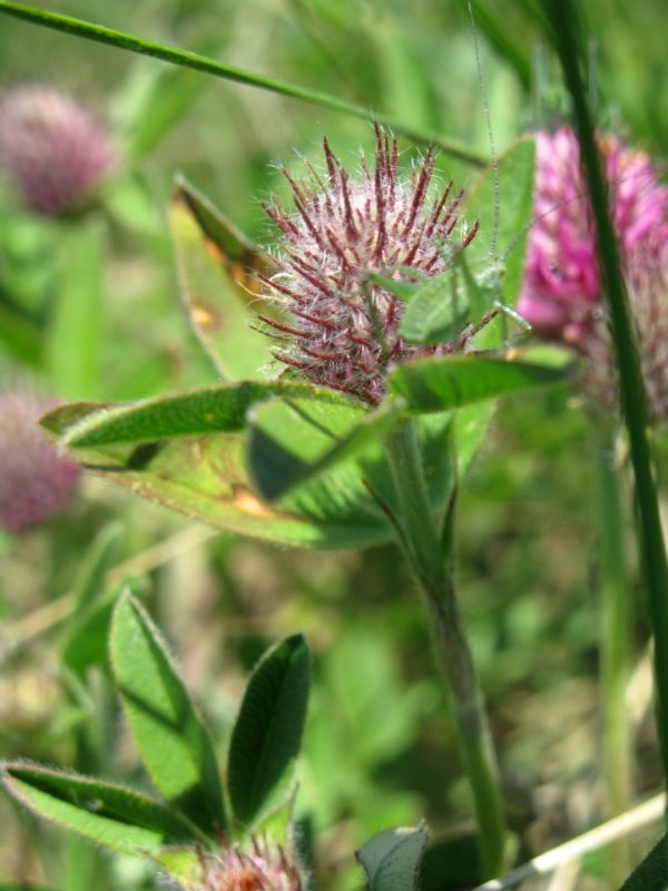 Изображение особи род Trifolium.