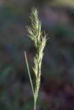 Poa subspecies vivipara