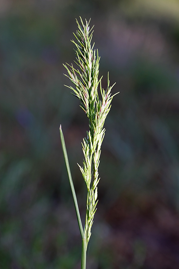 Изображение особи Poa bulbosa ssp. vivipara.