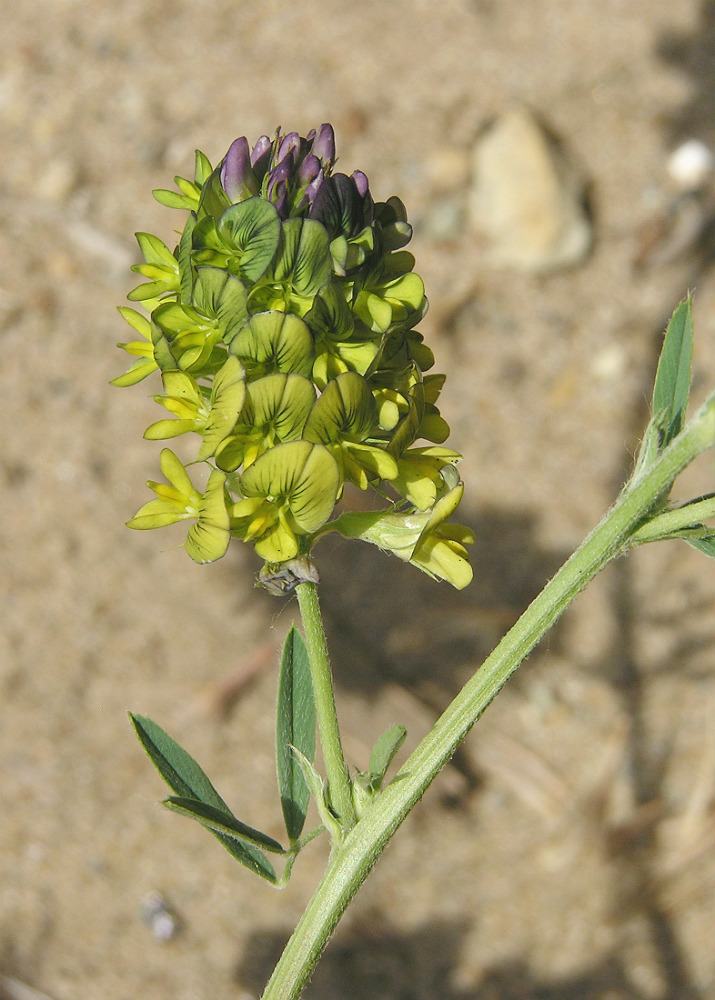 Image of Medicago &times; varia specimen.