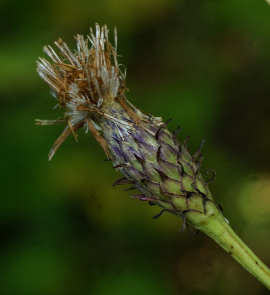 Изображение особи Saussurea subtriangulata.