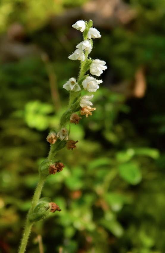 Изображение особи Goodyera repens.