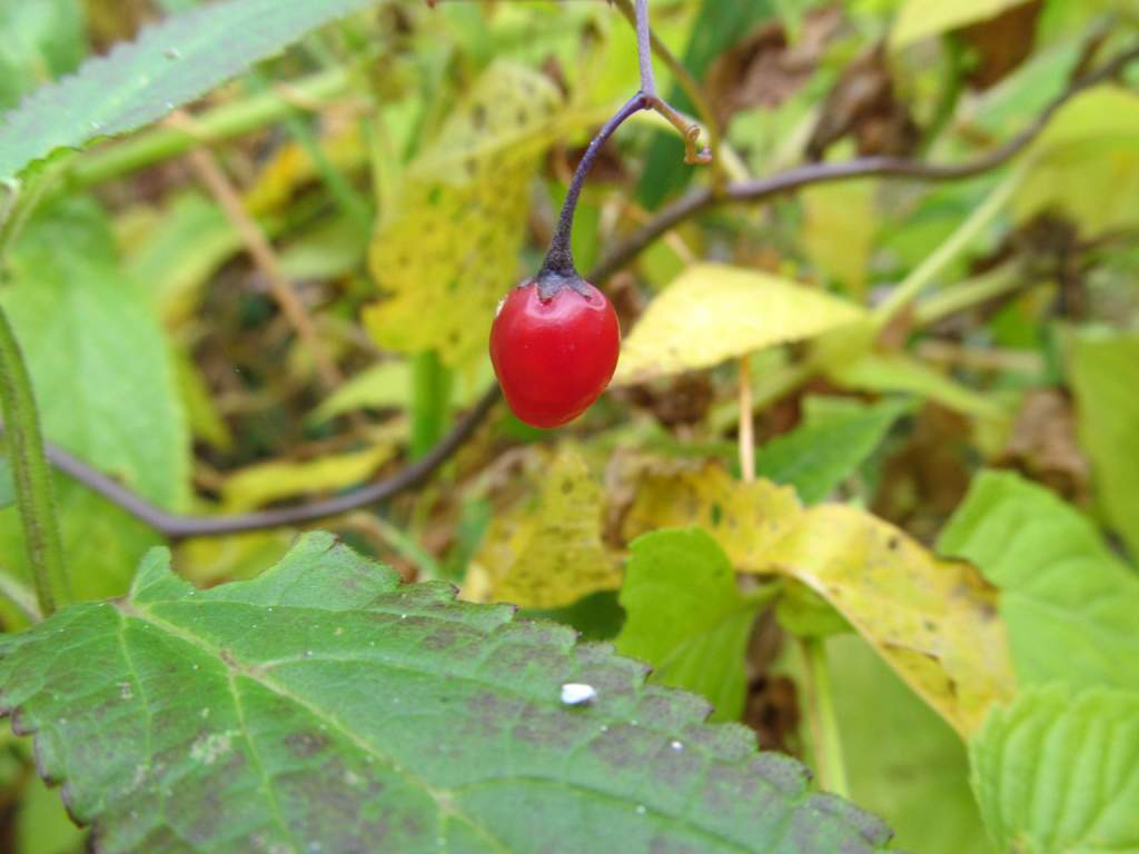 Image of Solanum dulcamara specimen.