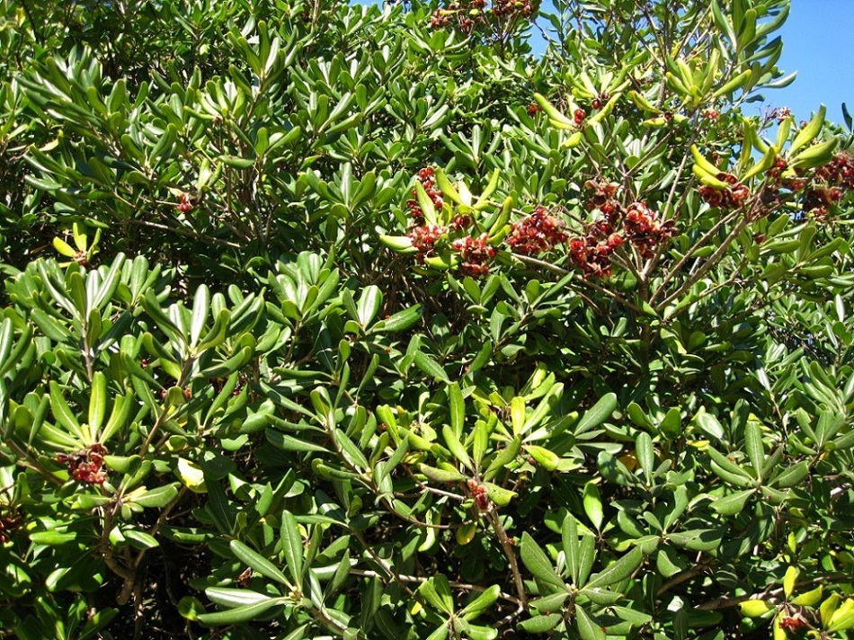 Image of Pittosporum tobira specimen.