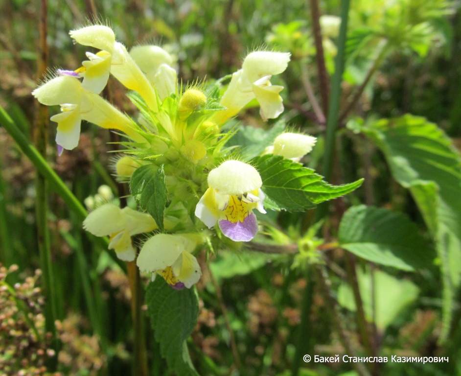 Изображение особи Galeopsis speciosa.