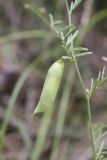 Vicia peregrina