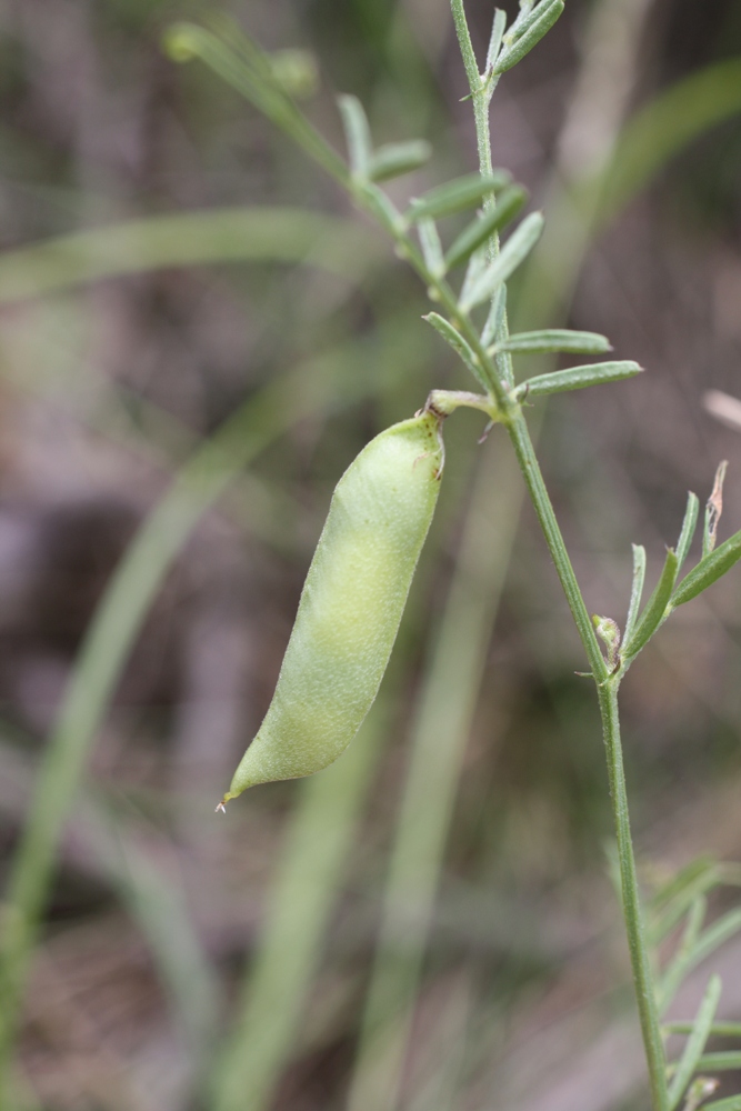Image of Vicia peregrina specimen.