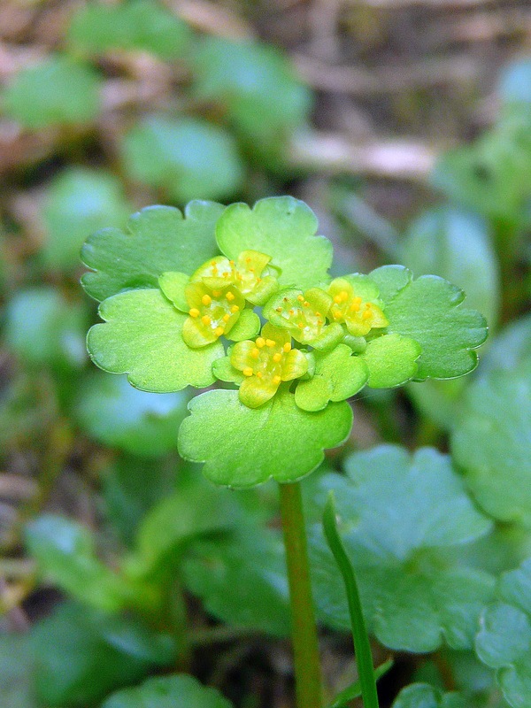 Image of Chrysosplenium alternifolium specimen.