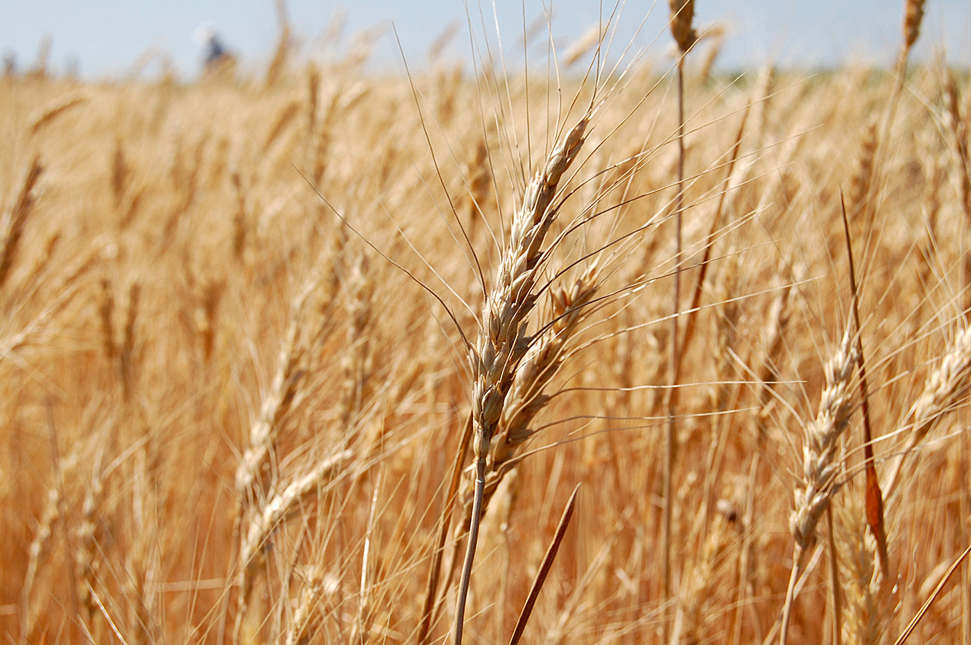 Изображение особи Triticum durum.