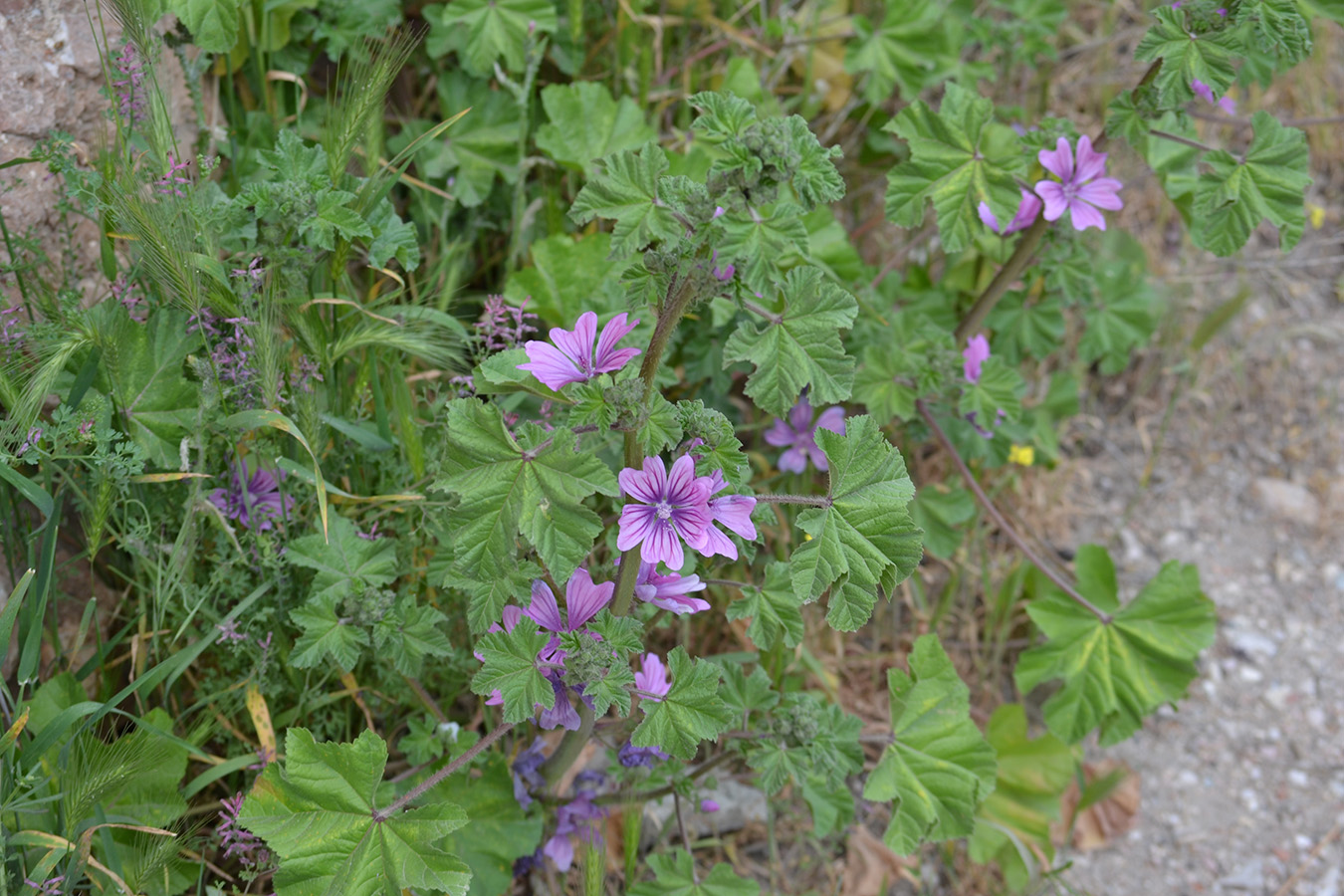 Image of Malva erecta specimen.