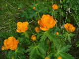 Trollius sajanensis