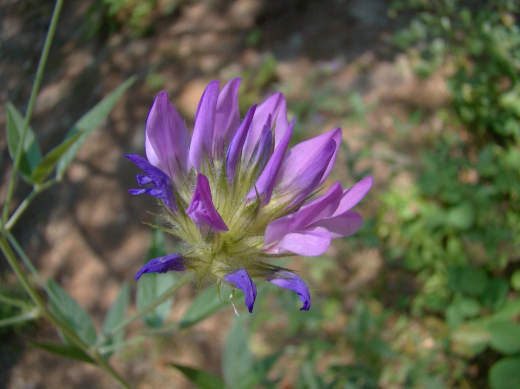 Изображение особи Psoralea bituminosa ssp. pontica.