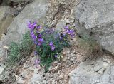 Campanula taurica