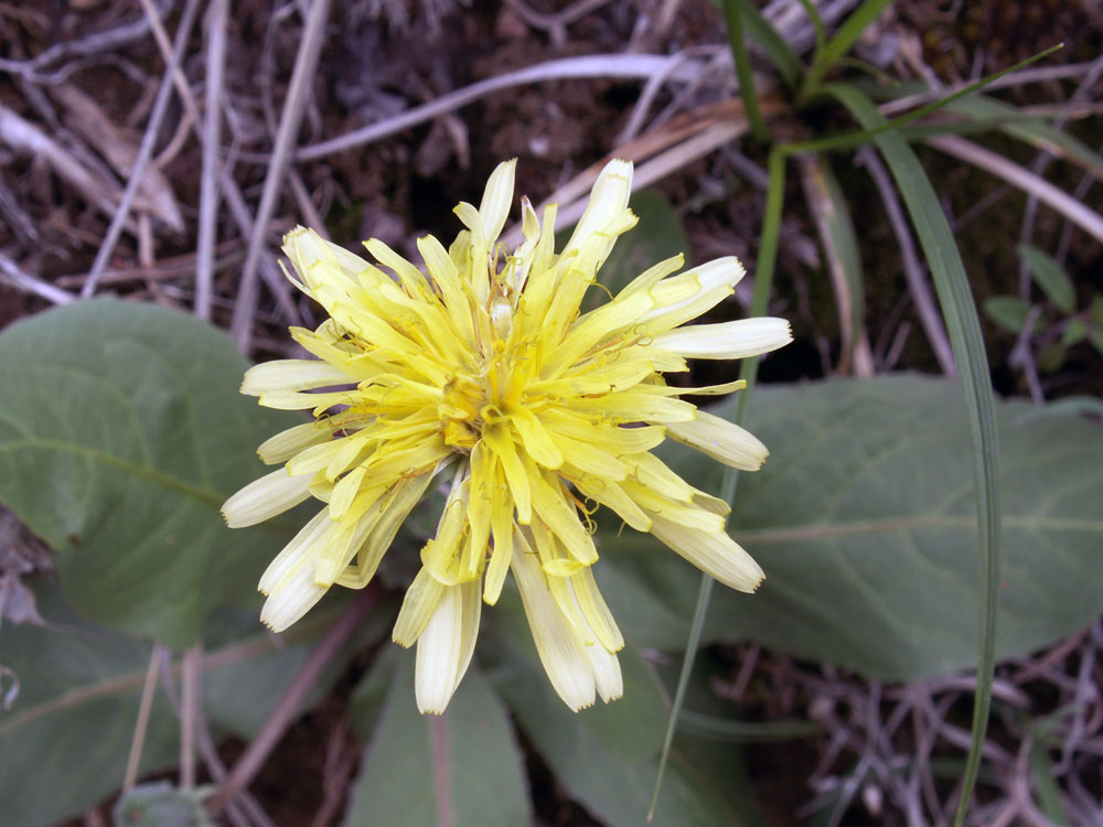 Изображение особи Taraxacum monochlamydeum.