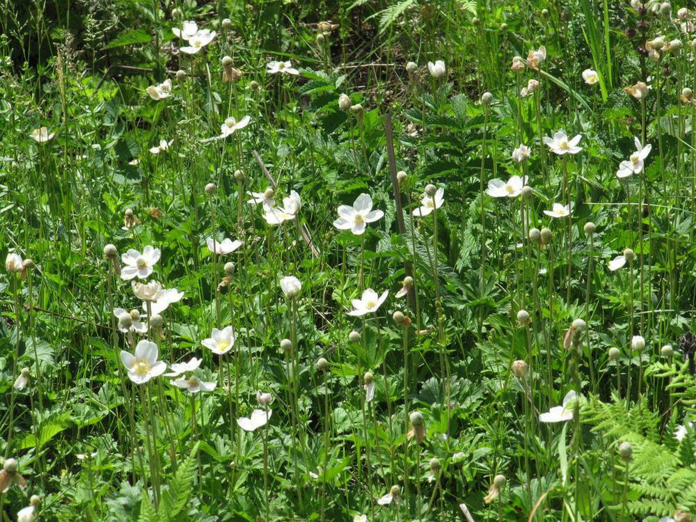 Image of Anemone sylvestris specimen.