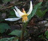 Erythronium caucasicum