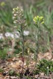 Alyssum hirsutum