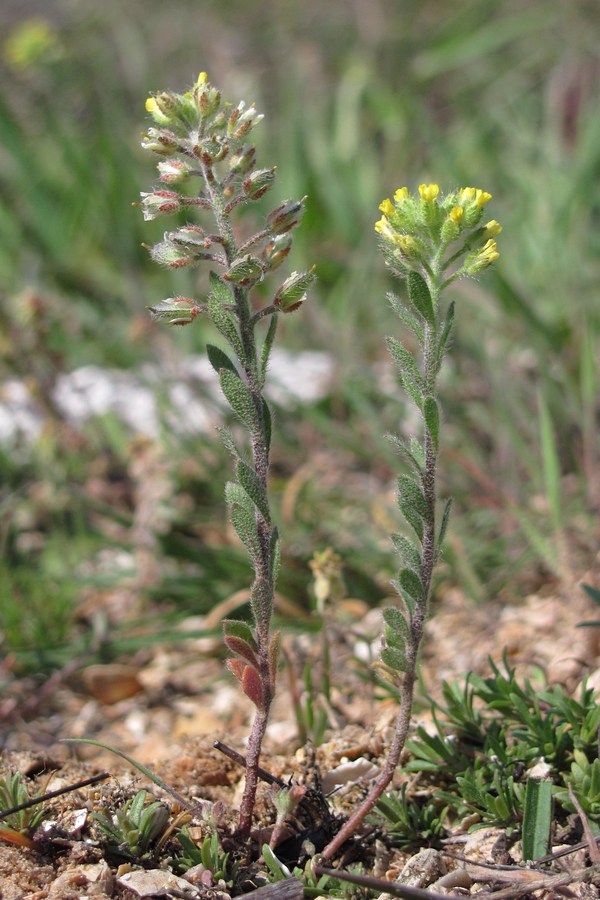 Изображение особи Alyssum hirsutum.