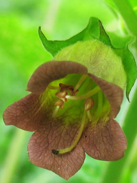 Image of Atropa bella-donna specimen.