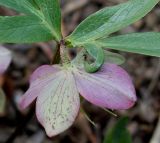Helleborus purpurascens. Цветок (вид со стороны цветоножки). Германия, г. Дюссельдорф, Ботанический сад университета. 13.03.2014.
