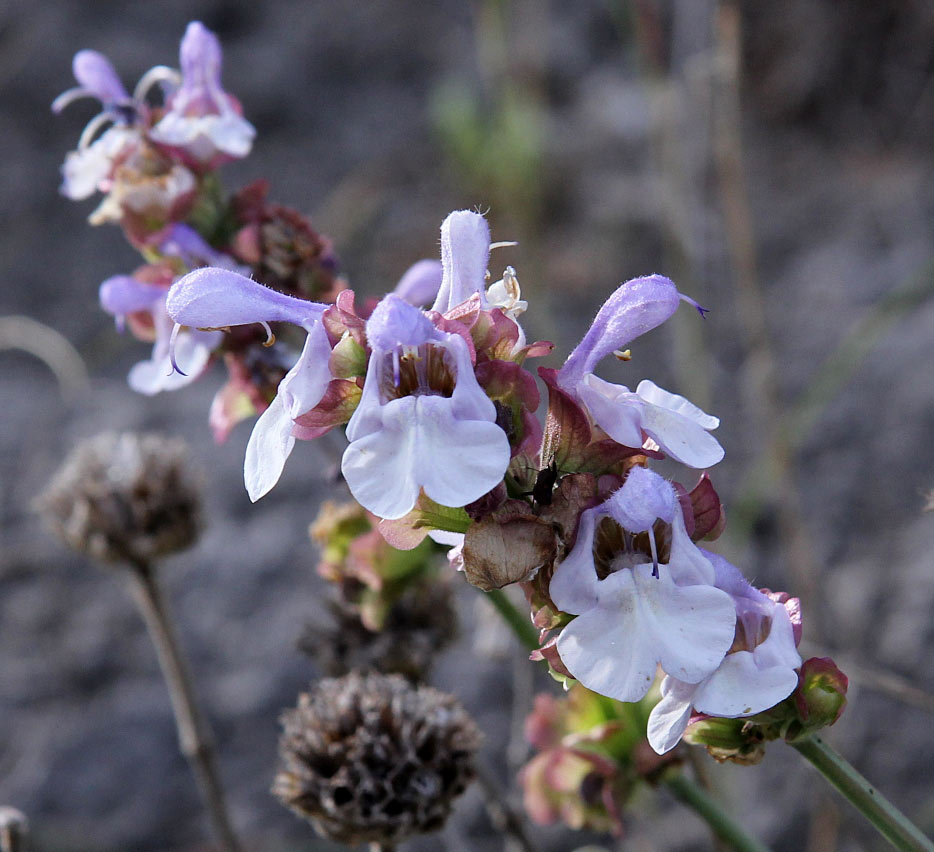 Изображение особи Salvia pomifera.