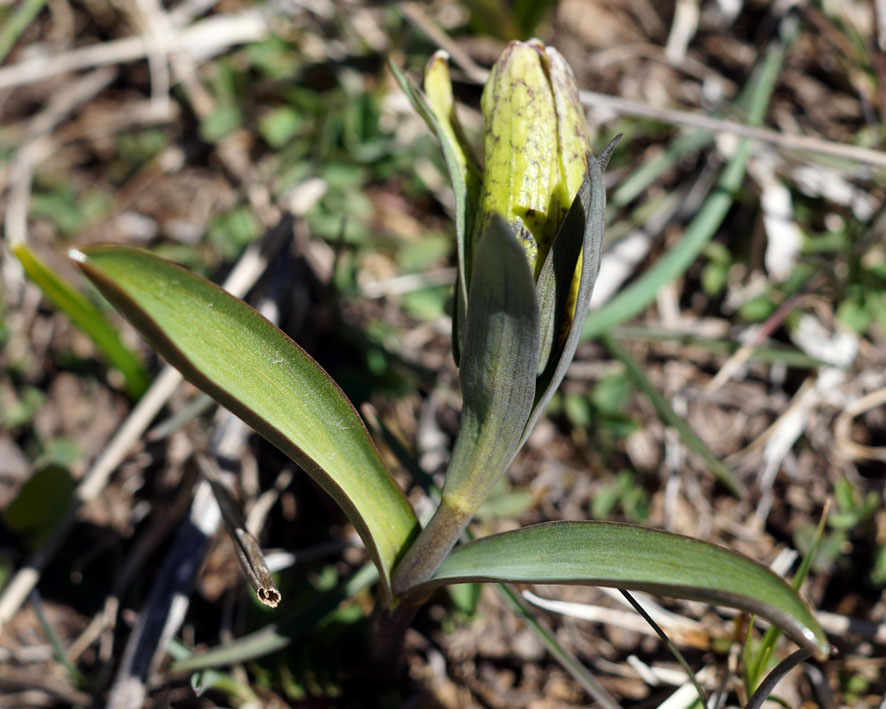 Image of Fritillaria ophioglossifolia specimen.