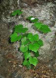 Vitis gmelinii. Растение на скале. Крым, Карадагский заповедник, гора Святая, дубовый лес в балке у родника. 23 мая 2014 г.