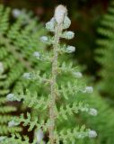 Polystichum setiferum. Верхняя часть молодой вайи ('Proliferum Plumosum Densum'). Германия, г. Дюссельдорф, Ботанический сад университета. 04.05.2014.