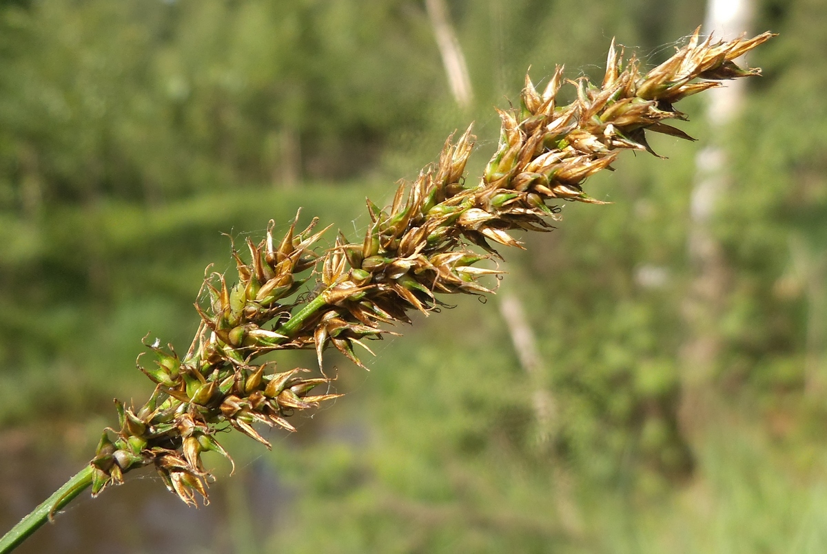 Image of Carex elongata specimen.