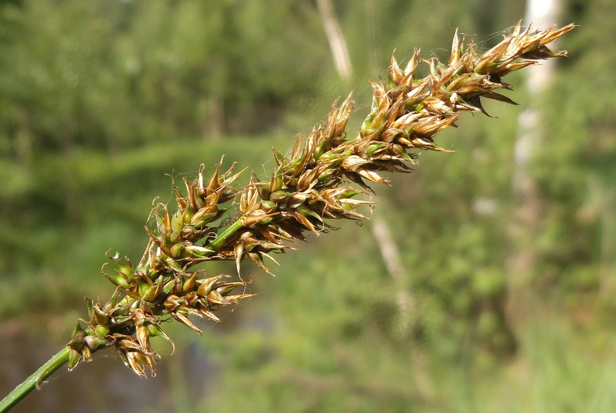 Изображение особи Carex elongata.