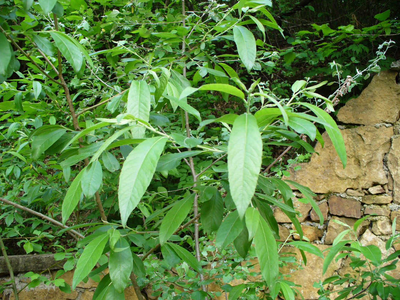 Image of genus Salix specimen.