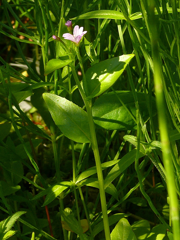 Image of Epilobium hornemannii specimen.