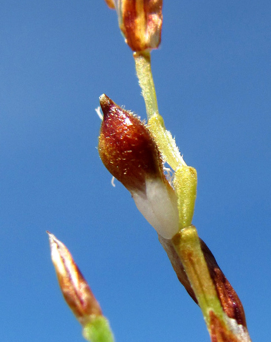 Изображение особи Carex ornithopoda.